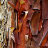 Arbutus Red