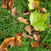Autumn Leaves
