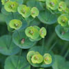 Plant in Elisabeth's Garden