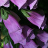 Foxglove
