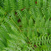 Green Fern