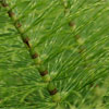 Horse Tail