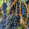 Okanagan Grapes