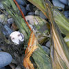 Seaweed Swirl