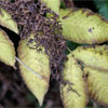 Velvet Leaves